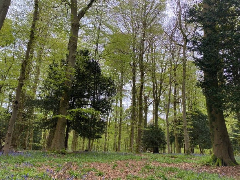 Pollok Park Trees - Forest Bathing